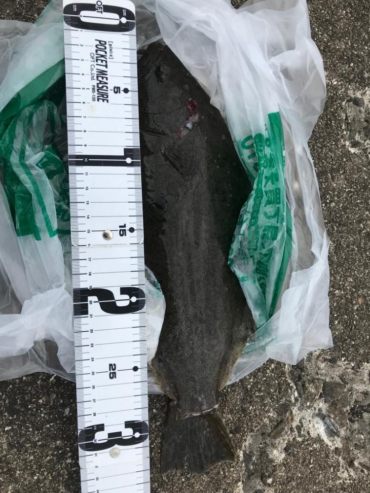 久しぶりのヒラメ