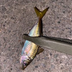 バースデイフィッシュ