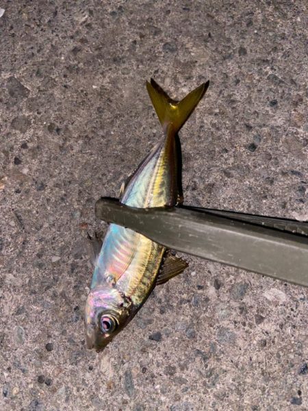 バースデイフィッシュ