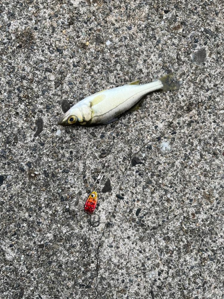 タケノコメバル、チーバス、アジ