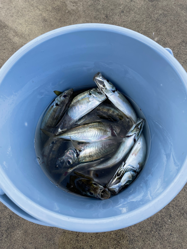 アジは定時にやってくる