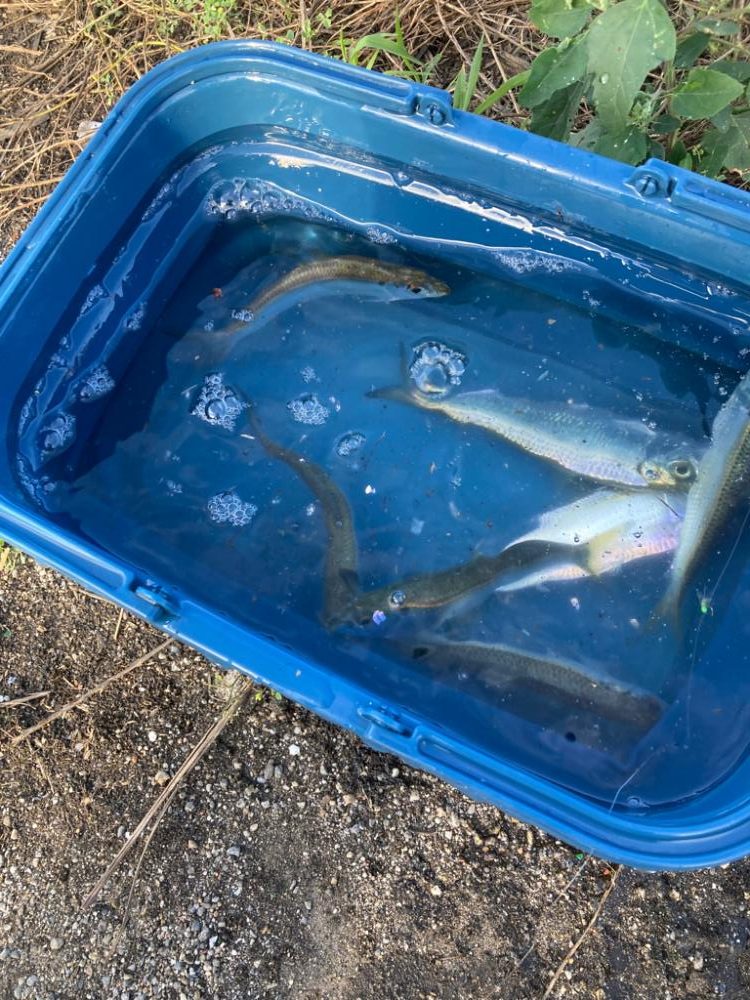 高浜でママカリ