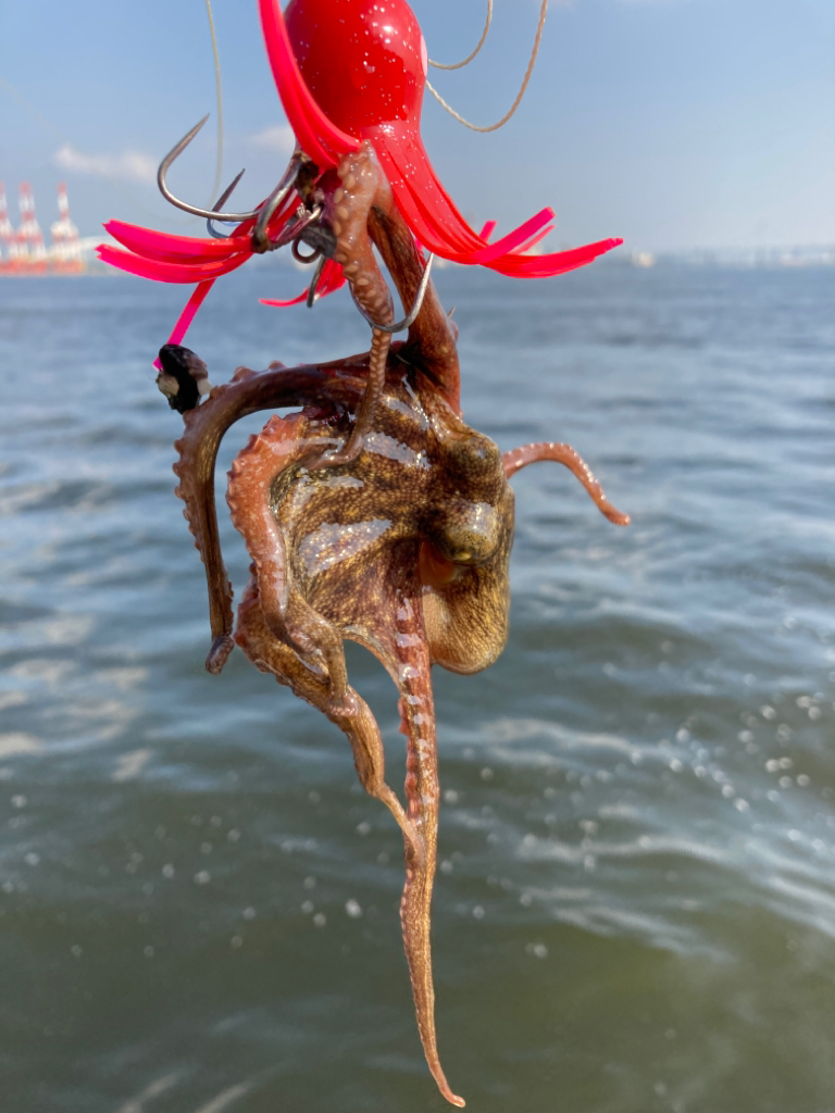 久々に湾奥蛸散歩。新子6杯。。