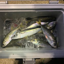 アジングスタート！