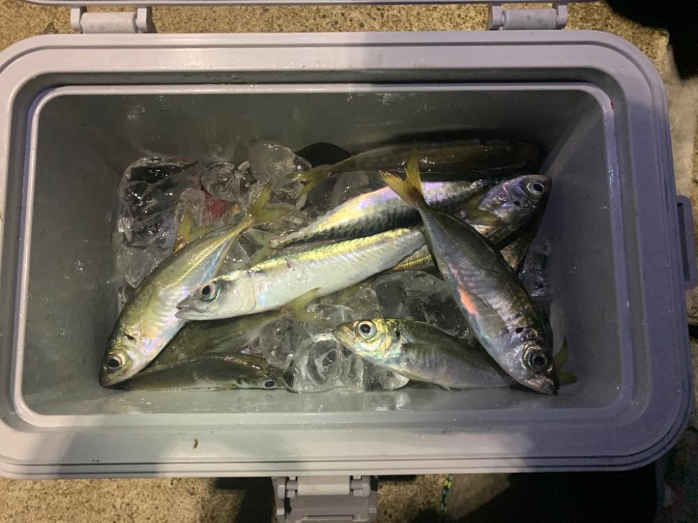 アジングスタート!