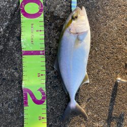 やっぱりアジは若潮がいい