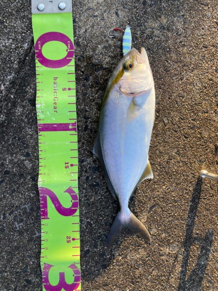 やっぱりアジは若潮がいい