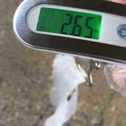 【タコフィネス】キロアップ2杯