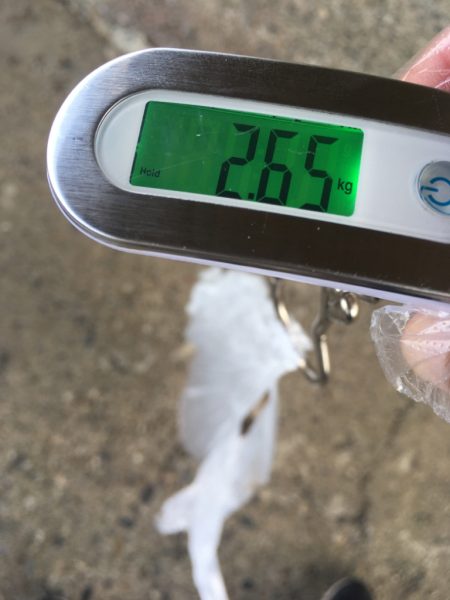 【タコフィネス】キロアップ2杯