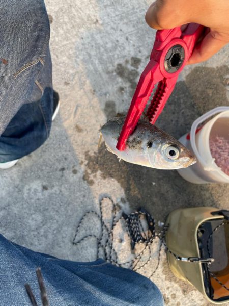 アジ狙いの釣り