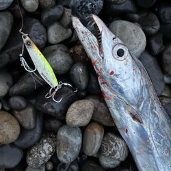 ジャックアイマキマキはなんでも釣れちゃう！？