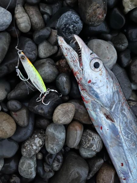 ジャックアイマキマキはなんでも釣れちゃう！？