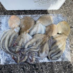 本日もタコ釣りへ