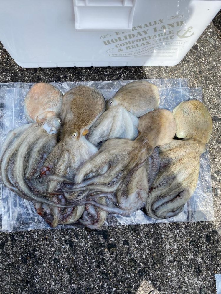 本日もタコ釣りへ