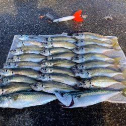 トツカアジ大漁(*^^*)