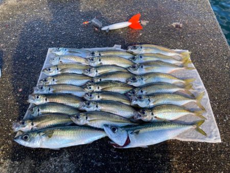 トツカアジ大漁(*^^*)