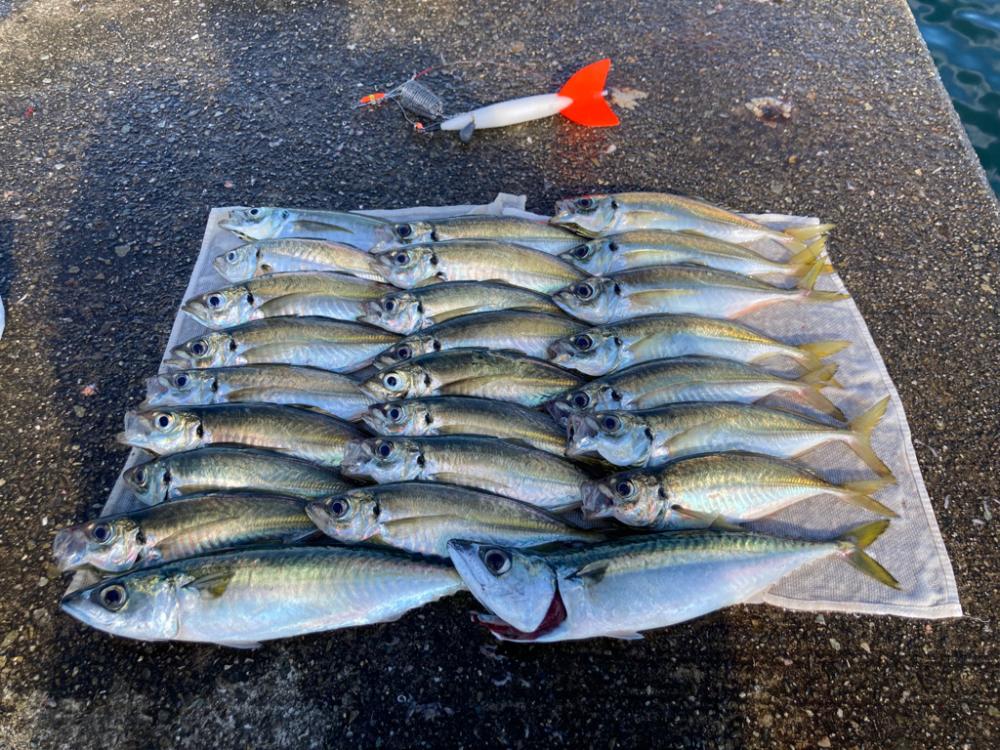 トツカアジ大漁(*^^*)