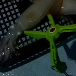 境港イカメタル リベンジ！