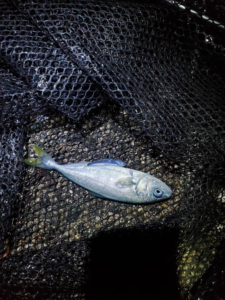 釣れてよかったー！