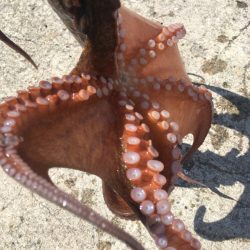 【タコフィネス】700gを頭に5杯で1.8…