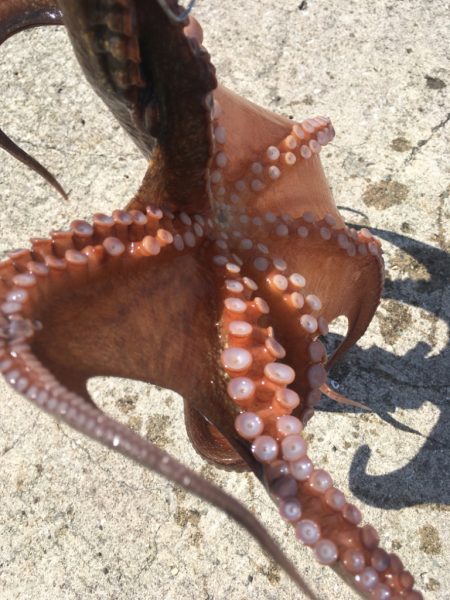 【タコフィネス】700gを頭に5杯で1.8…