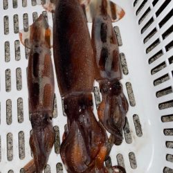 イカ釣り