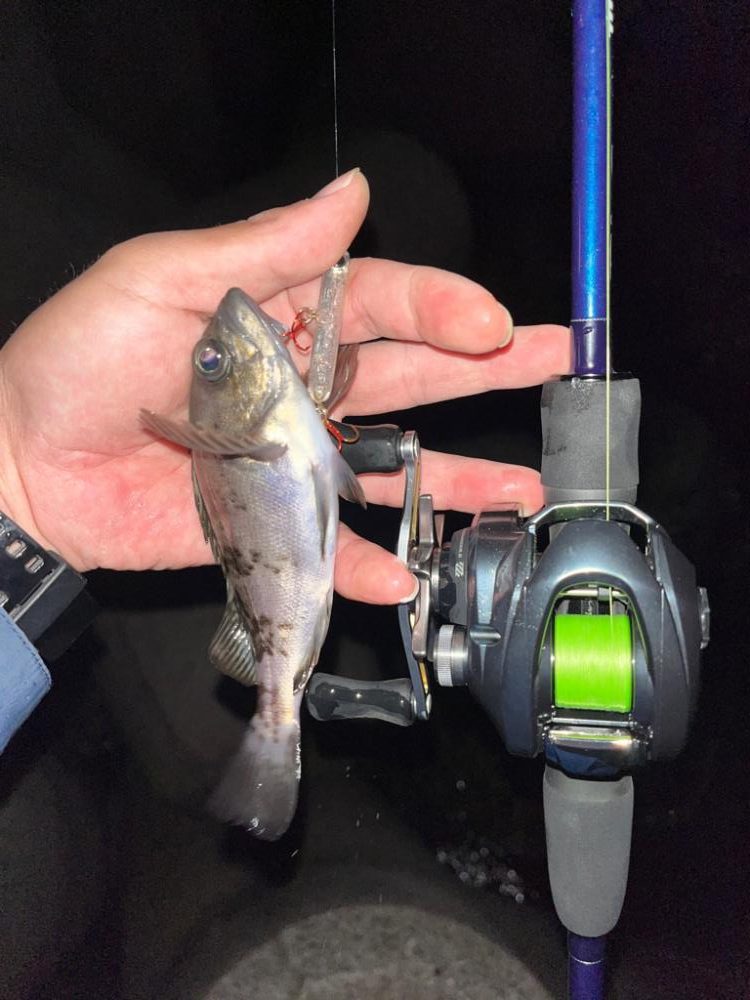 メバルプラッキング