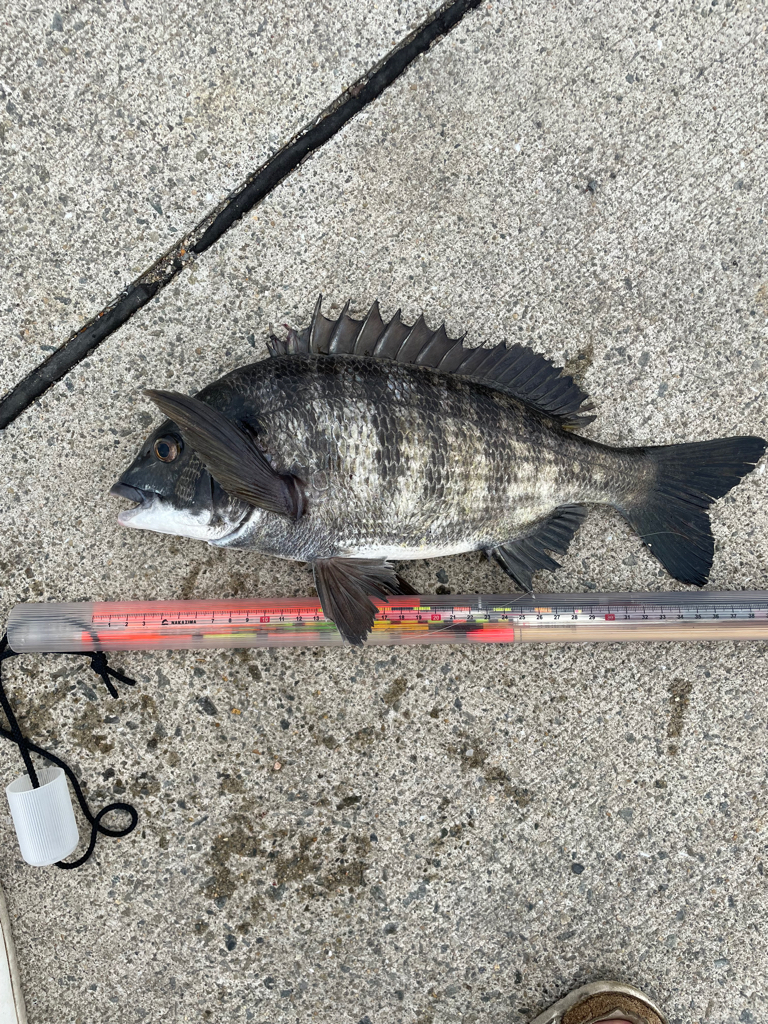 いつもの場所で、いつものフカセ釣り!