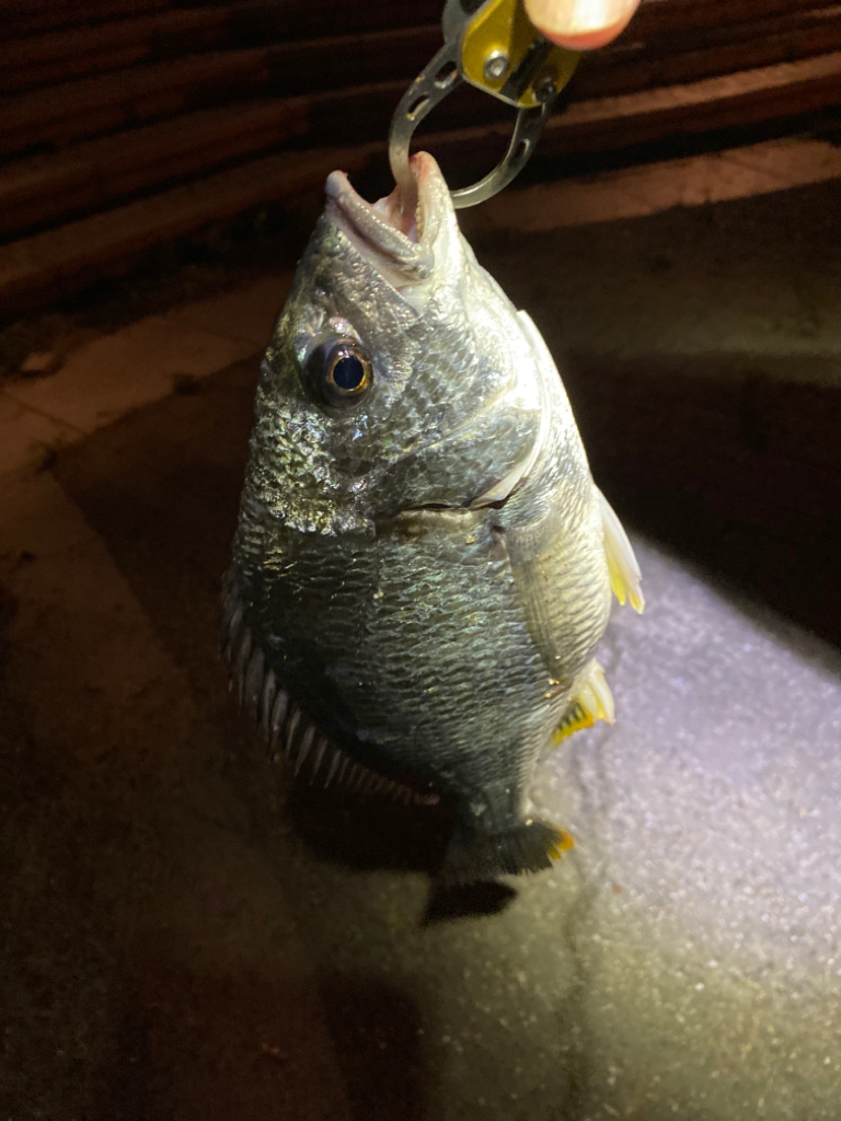 ヘチってきました