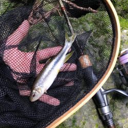 チャビング流行らせ隊