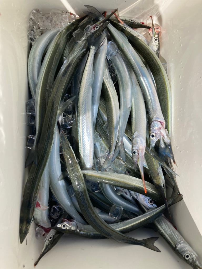 サヨリのちタコ