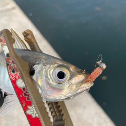 リハビリアジング