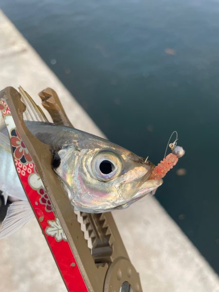 リハビリアジング