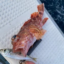 根魚狙いの飲ませ釣り