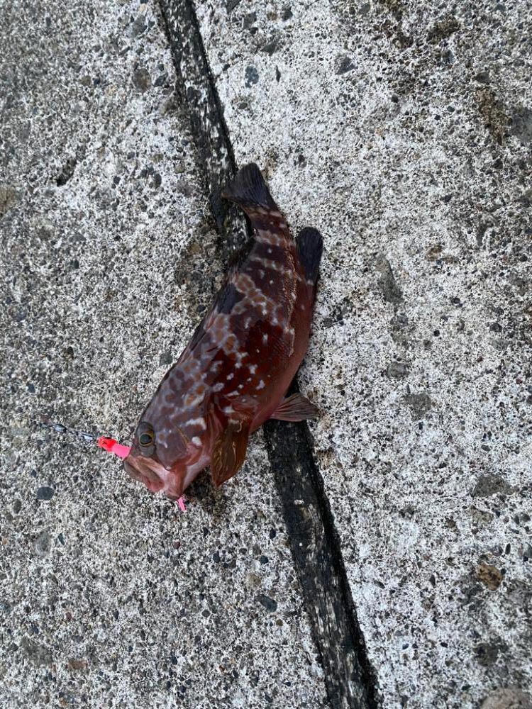 夕まずめライトゲーム