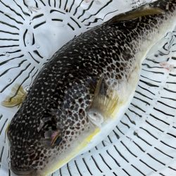 舘山沖、イサキ五目