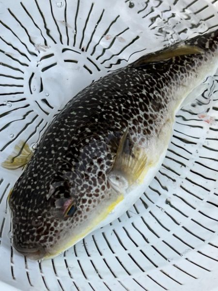 舘山沖、イサキ五目