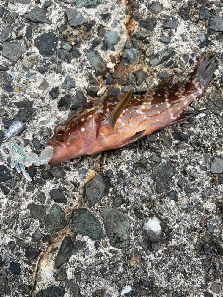 アコウ、ガシラのライトロック