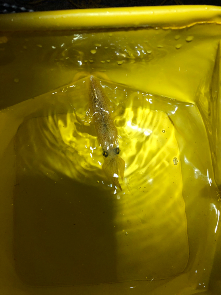 【ベイカ探し】岡山遠征