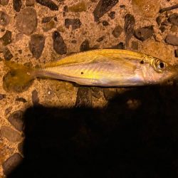 日本海側へアジング