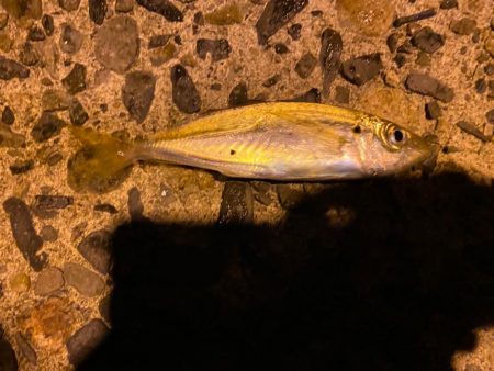 日本海側へアジング