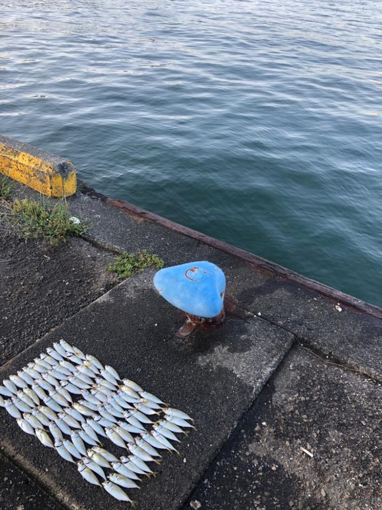 釣れはするが…