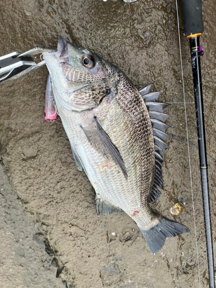 トップチニング !