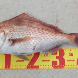 根魚狙いインチク・タイラバ