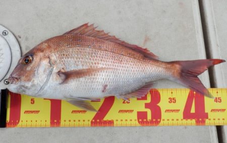 根魚狙いインチク・タイラバ