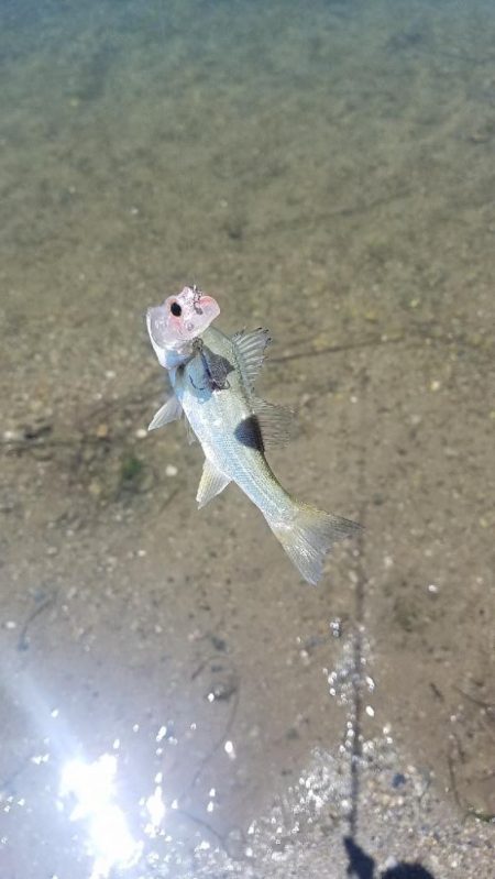 どうやって釣るの？