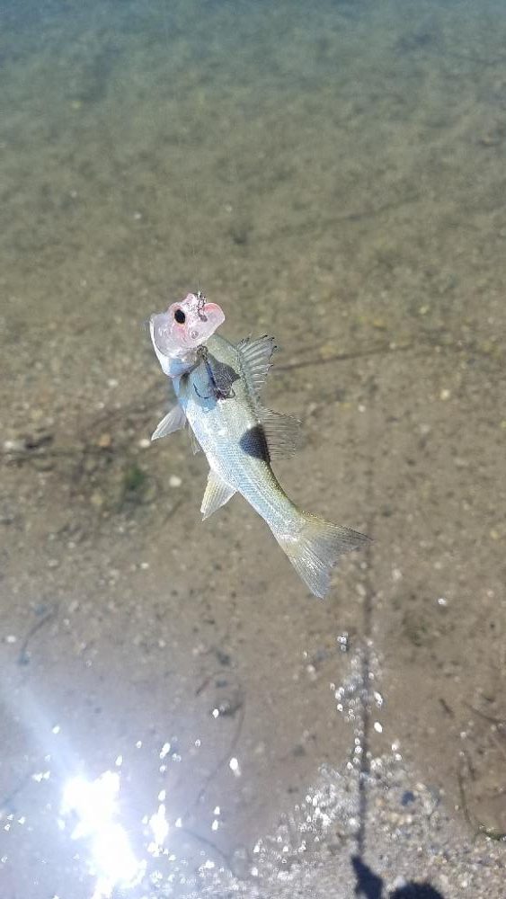 どうやって釣るの？