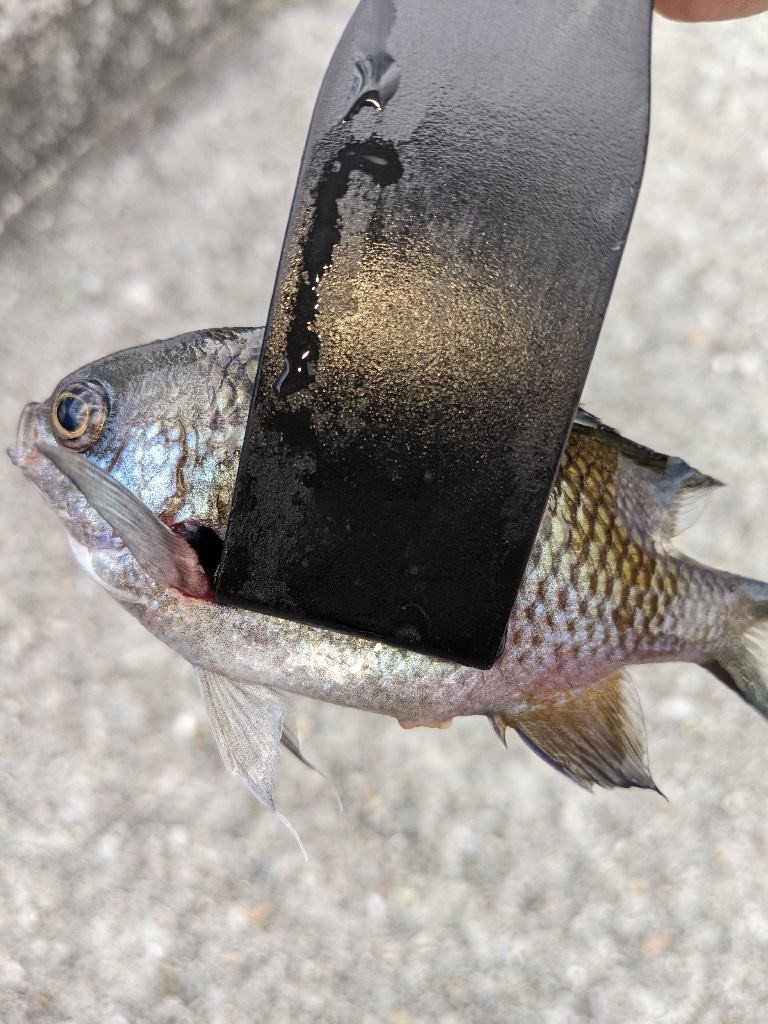 ファミリーサビキ