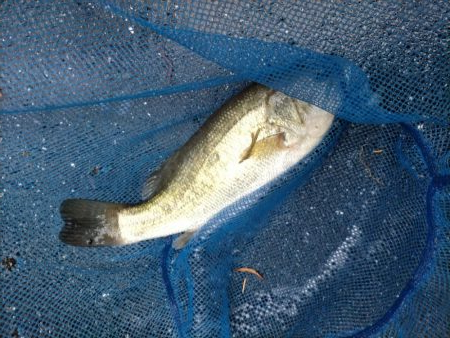 バス釣れた！！