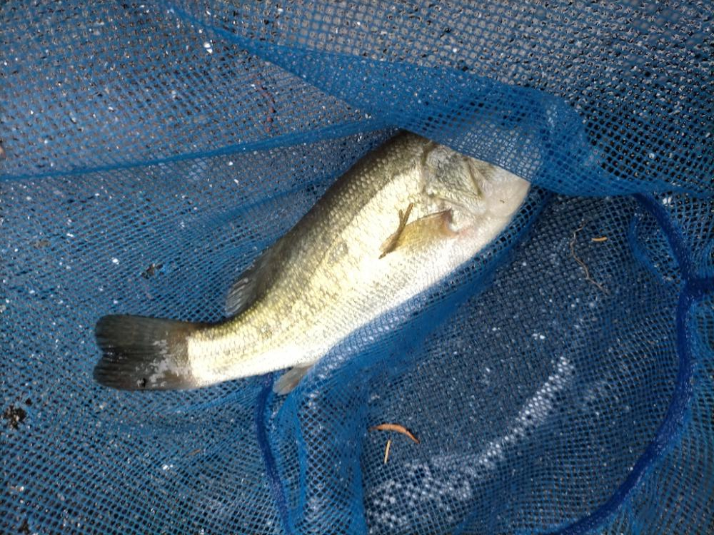 バス釣れた！！